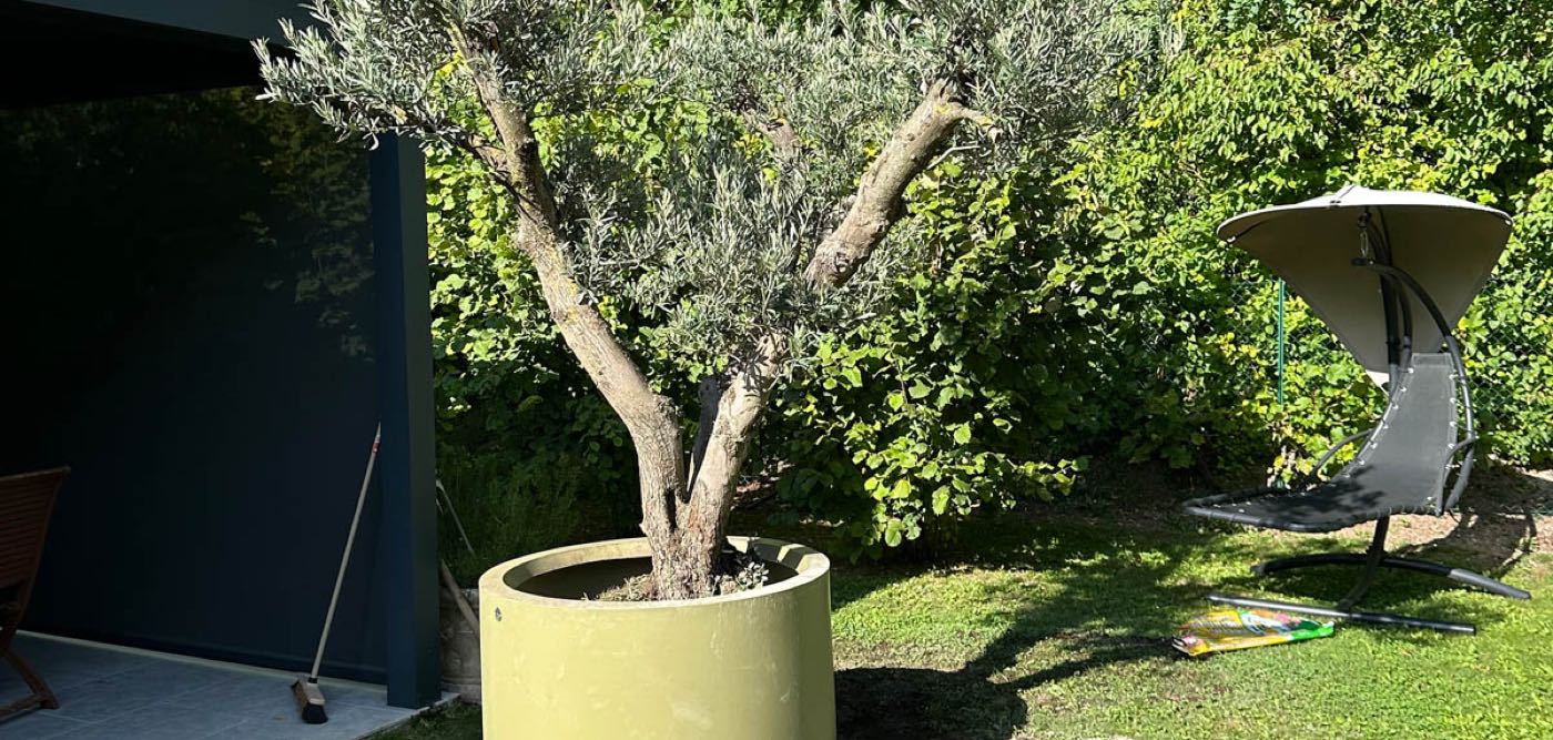 Plantation d'un olivier en grand pot sur terrasse