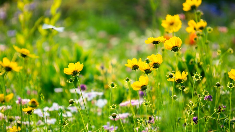 Prairie fleurie en fleur, style sauvage maîtrisé